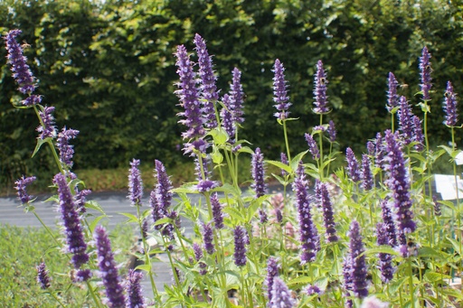 Agastache rugosa 'Black Adder'