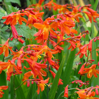 Crocosmia hybride 'Carmine Brilliant'