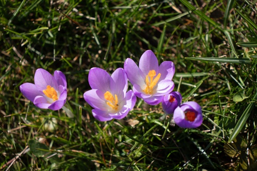 Crocus automne speciosus