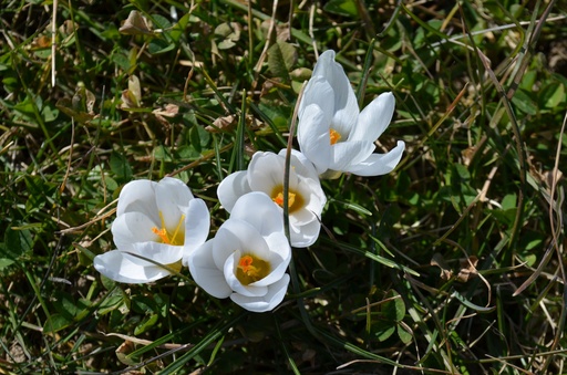 Crocus botanique 'Ard Schenk'