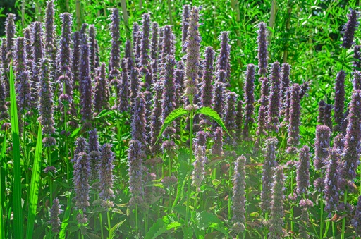 Agastache rugosa 'Blue Fortune'