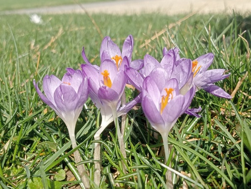 Crocus botanique tommasinianus