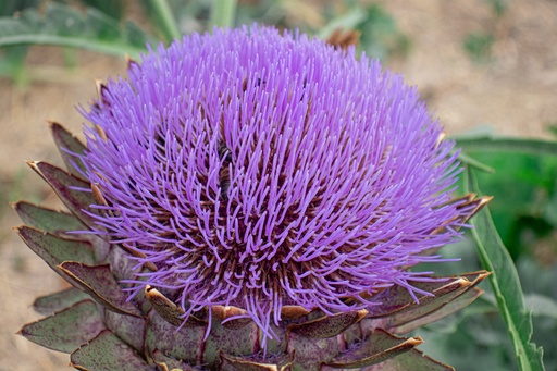 Cynara scolymus