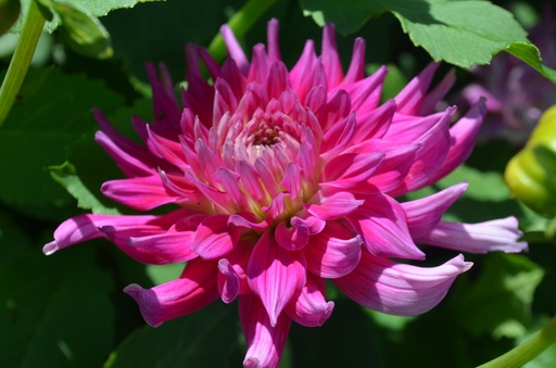 Dahlia cactus 'Dutch Explosion'