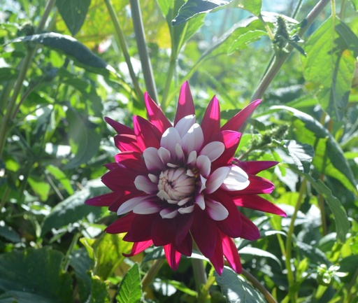 Dahlia cactus 'Rebecca's World'