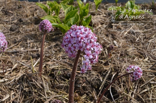 Darmera peltata