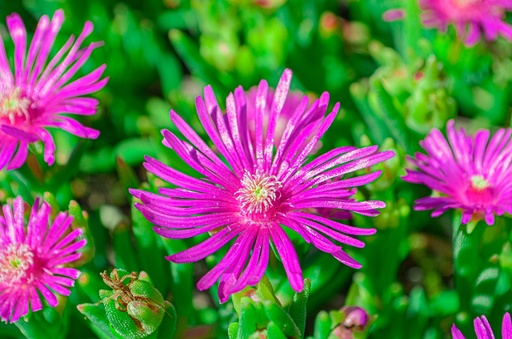 Delosperma cooperi