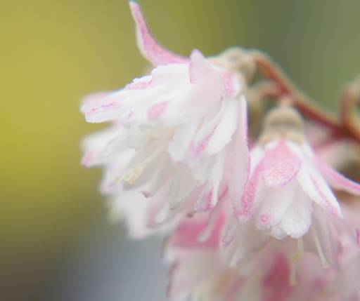 Deutzia crenata 'Pride of Rochester'