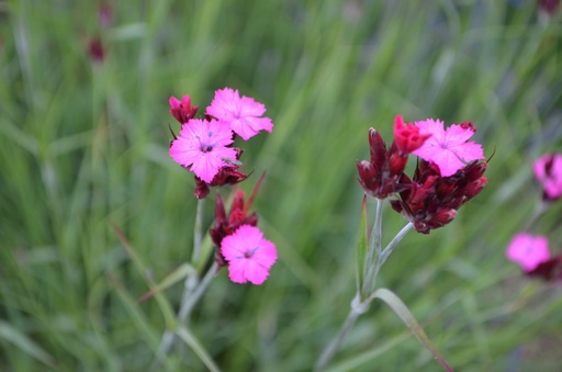 Dianthus carthusianorum