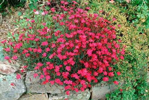 Dianthus deltoides 'Brilliant'