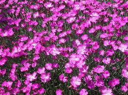 Dianthus gratianopolitanus 'Feuerhexe'