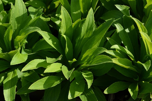 Digitalis lutea