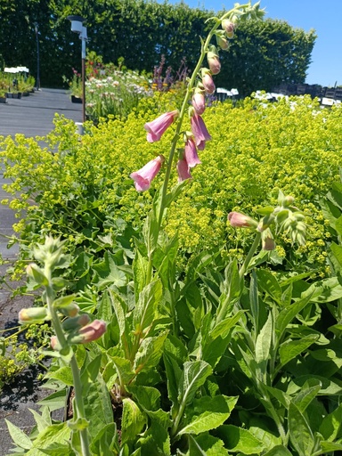 Digitalis mertonensis (x)