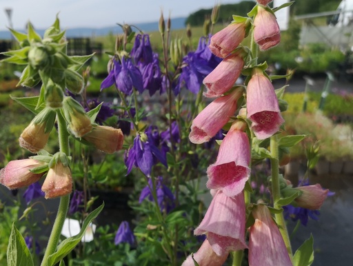 Digitalis mertonensis (x)