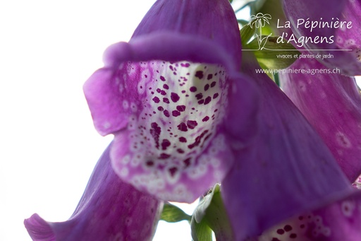 Digitalis purpurea 'Excelsior'