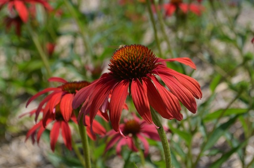 Echinacea hybride 'Tomato Soup'