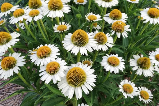 Echinacea hybride 'White Meditation'