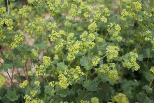 Alchemilla erythropoda