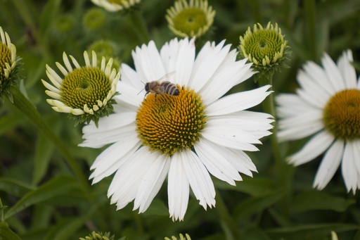 Echinacea purpurea 'Alba'