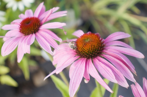 Echinacea purpurea 'Baby Swan Pink'
