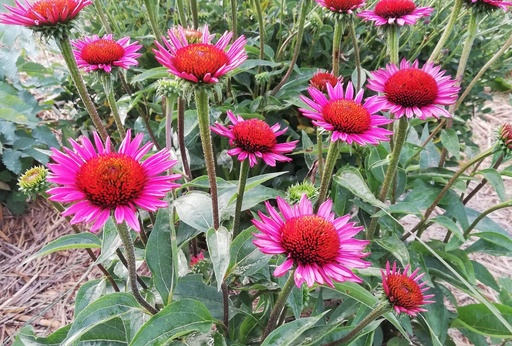 Echinacea hybride 'Vintage Wine'