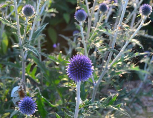 Echinops bannaticus 'Blue Globe'