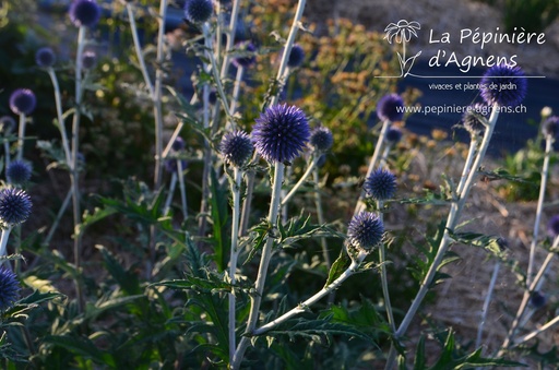 Echinops bannaticus 'Blue Globe'