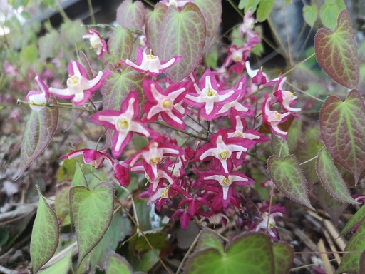 Epimedium rubrum (x)
