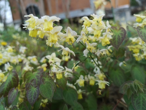 Epimedium versicolor (x) 'Sulphureum'