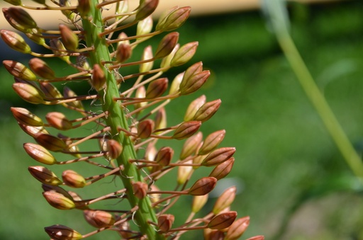 Eremurus hybride 'Cleopatra'