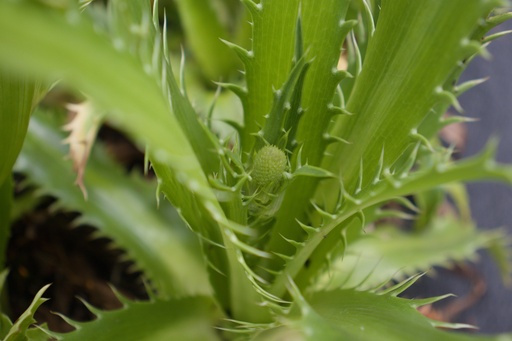 Eryngium agavifolium