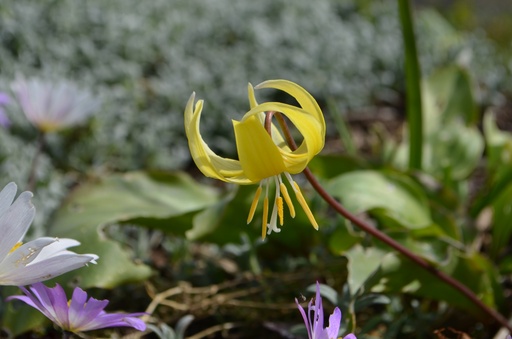 Erythronium cultivar 'Pagoda'