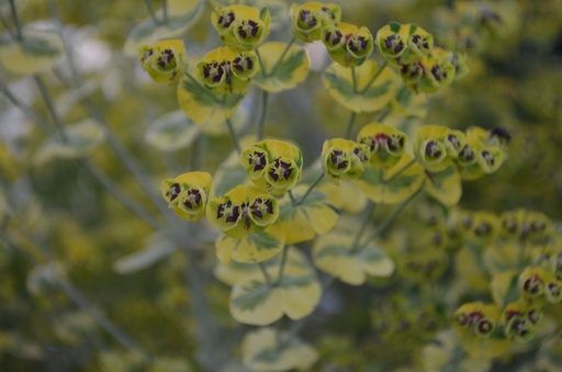 Euphorbia martinii (x) 'Ascot Rainbow'