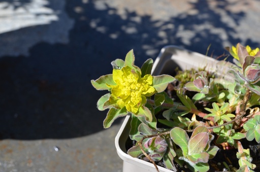 Euphorbia polychroma