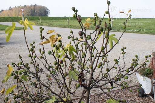Ficus carica 'Brown Turkey'