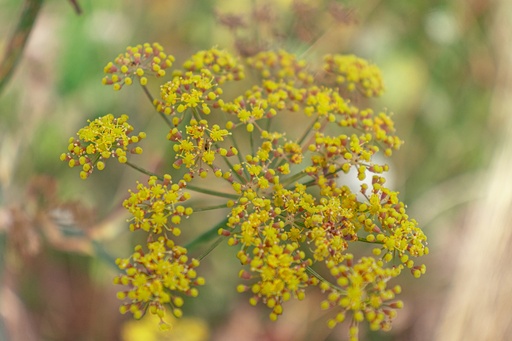 Foeniculum vulgare 'Atropurpureum'