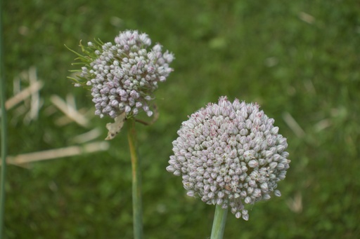 Allium ampeloprasum