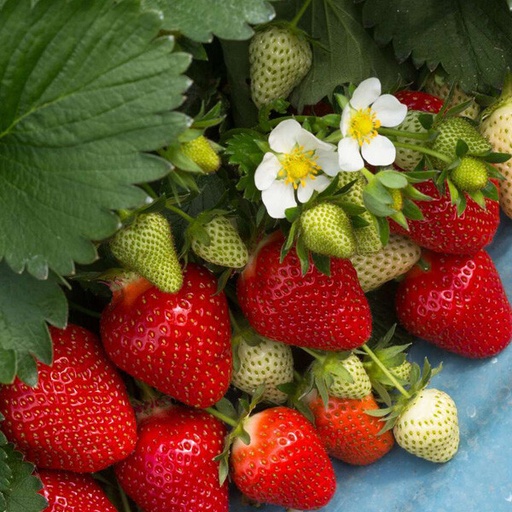 Fragaria annanasa (x) 'Cléry'