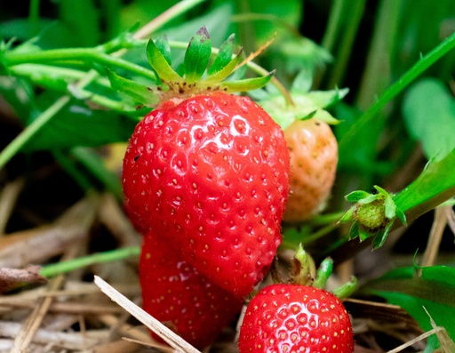 Fragaria vesca 'Mara des Bois'