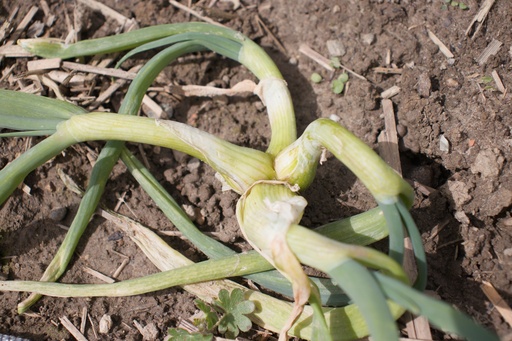 Allium cepa proliferum (Oignon Rocambole)