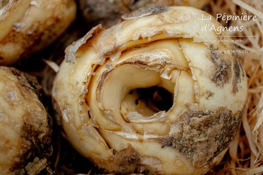 Fritillaria imperialis 'Maxima Lutea'