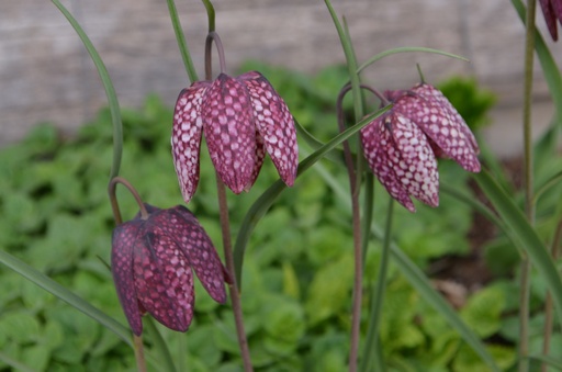 Fritillaria meleagris mélange