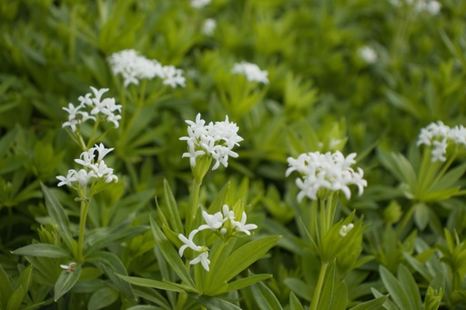Galium odoratum