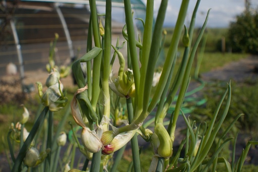 Allium cepa var. viviparum (Ail Rocambole)