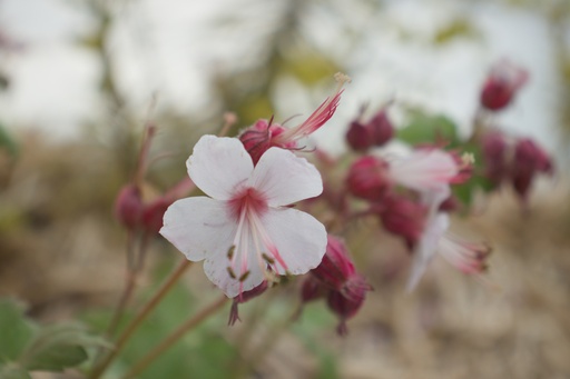 Geranium macrorrhizum 'Spessart'