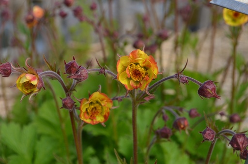 Geum hybride 'Alabama Slammer'