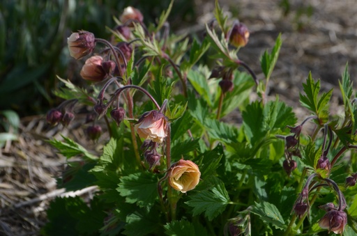 Geum hybride 'Tequila Sunrise'