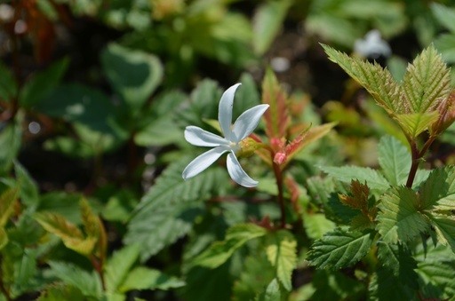 Gillenia trifoliata