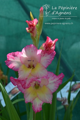 Gladiolus grandes fleurs 'Priscilla'
