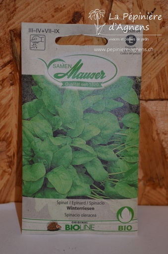 Epinard Géant d'hivers